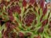 montanum ssp. stiriacum from Tschanek 