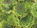montanum ssp. burnatii