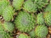 montanum ssp. stiriacum from Mauterndorf