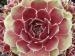 Moss Rose