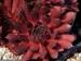 Pacific Wild Wine