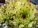 tectorum var. tectorum (rupestre)
