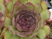 tectorum (triglense)