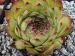 tectorum from Goldrain