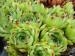 tectorum from Soldeu