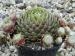 Pin Cushion