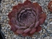 Plum Pie
