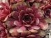 Purple Queen