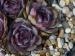 Purple Violet