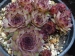 Querine 