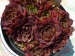 Red Grace / Jovi 