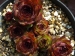 Red Rohesia 