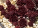 Red Tempeste 