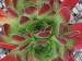 Reginae Amaliae / Jovi 
