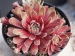 Rhubarb Crumble 