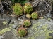 montanum ssp. montanum from Gornergrat (Riffelberg)