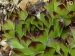 Robinsoniana 