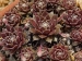 Rose-Marie 