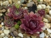 Rose Splendour 