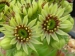 ruthenicum