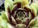 tectorum from Monte Le Vene