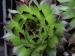 tectorum var. arvernense from Aubrac