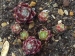 Show Case 