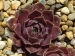 Solfatara / Jovi 