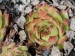 stenopetalum (x adenotrichum)