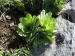 tectorum from Primorska