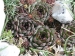 tectorum var. tectorum (guillemotii) from Mont Ventoux