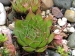 tectorum (spinosum)