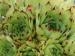 tectorum from Farrera