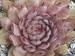 tectorum (rubrum)