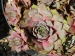 tectorum var. tectorum (decoloratum) Typ PH1014