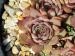tectorum from Pic de Morgon