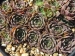 Trinity / Jovi 