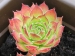 versicolor