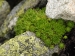 montanum ssp. carpathicum from Huncovská dolina, W