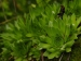 montanum ssp. carpathicum from Kozí hrebeň