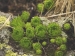 montanum ssp. carpathicum from Kvetnica