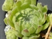 ciliosum from Struma Valley 