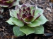 wulfenii ssp. juvanii from Resenik