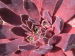 http://www.sempervivum-liste-forum.de/viewtopic.php?t=10264