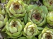 tectorum var. tectorum (boutignyanum) from Matagalls