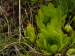 montanum ssp. carpathicum from Klin, SO Abhang