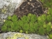 montanum ssp. carpathicum from Hincova kotlina