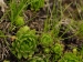 montanum ssp. carpathicum from Kôprovský štít, SO Abhang