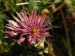 montanum ssp. carpathicum from Klin, SW Abhang