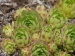 montanum from Rettenbachtal